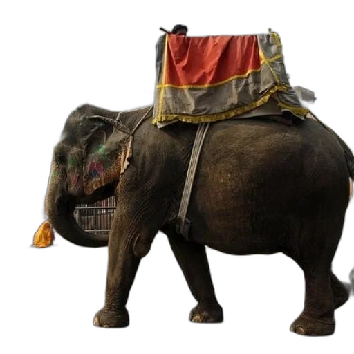 animal, hat, staff, concept art transparent PNG cut-out