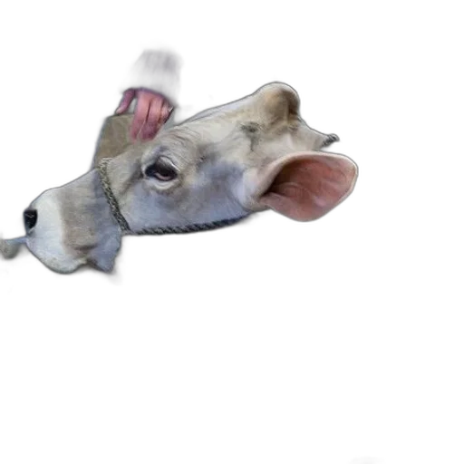 animal, creature, mask, face transparent PNG cut-out