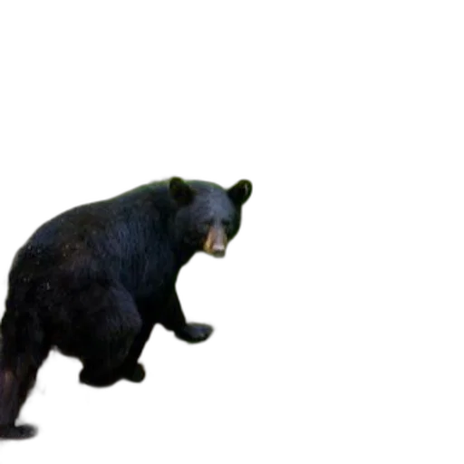 animal, creature, staff, weapon transparent PNG cut-out