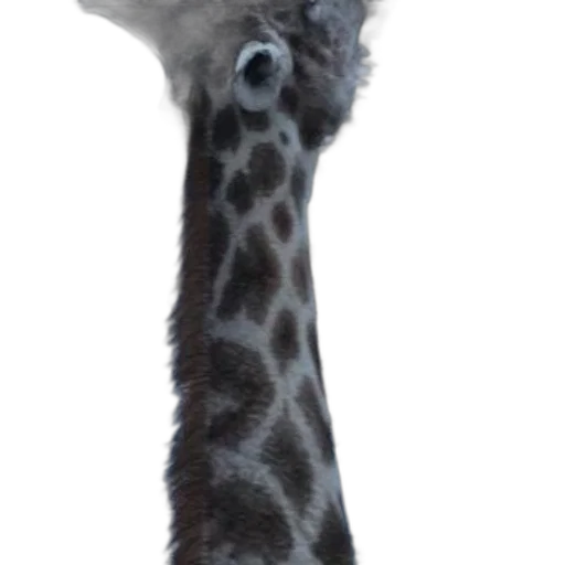 animal, creature, hat, staff transparent PNG cut-out