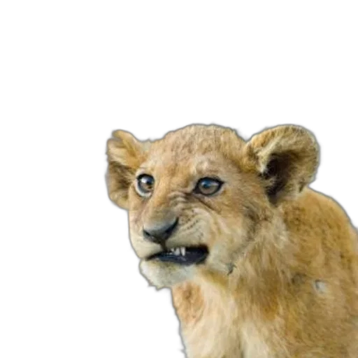 animal, crown, face, creature transparent PNG cut-out