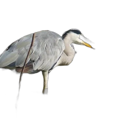 animal, creature, staff, jacket transparent PNG cut-out