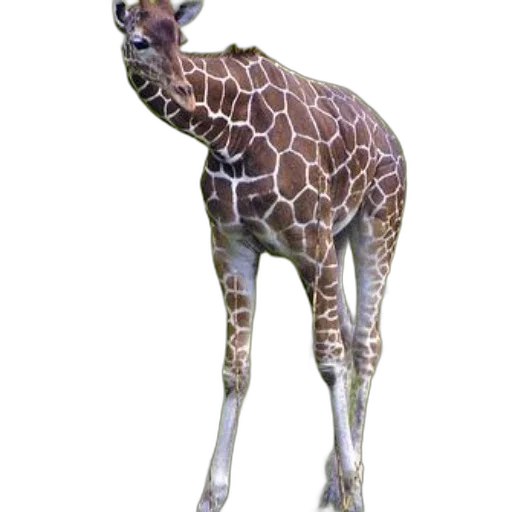 animal, creature, staff, face transparent PNG cut-out