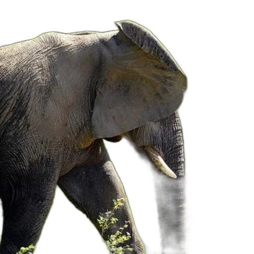 animal, creature, photorealistic, concept art transparent PNG cut-out