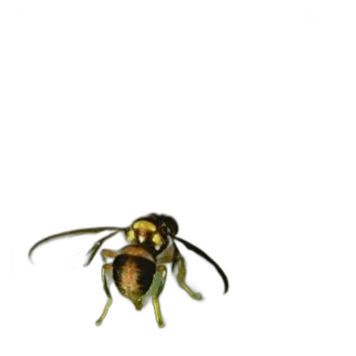 animal, creature, staff, robot transparent PNG cut-out