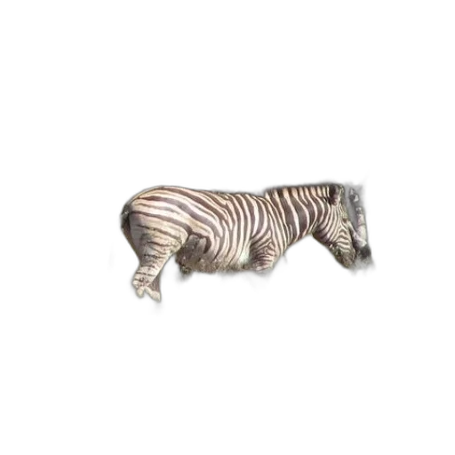 animal, creature, furniture, jewelry transparent PNG cut-out