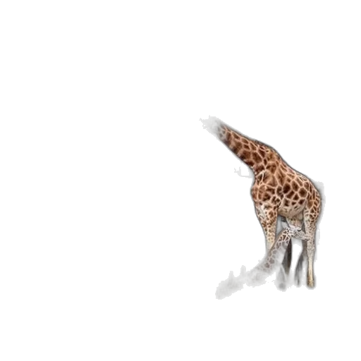 animal, creature, dragon, hair transparent PNG cut-out