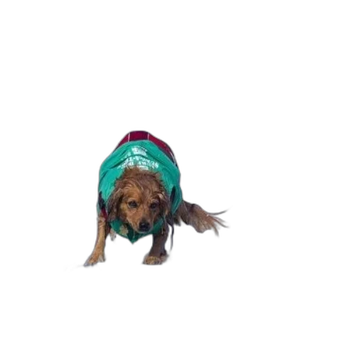 jacket, hat, animal, creature transparent PNG cut-out