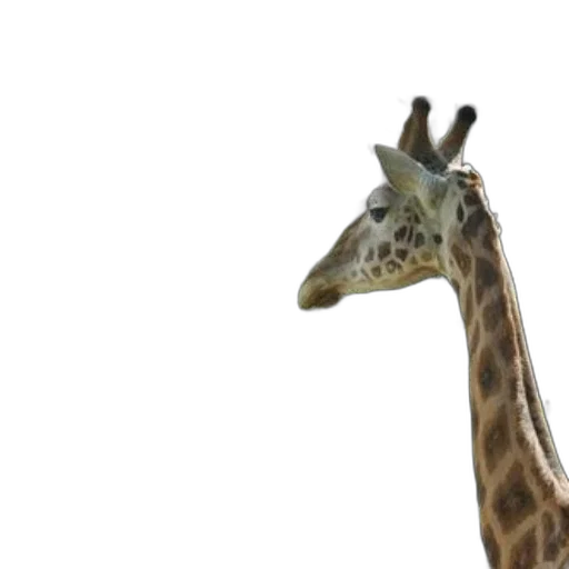 animal, creature, face, hat transparent PNG cut-out
