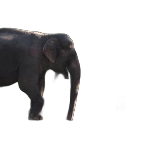 animal, creature, staff, weapon transparent PNG cut-out