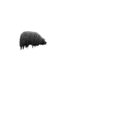 hat, umbrella, hair, creature transparent PNG cut-out