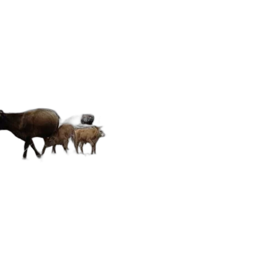 animal, creature, car, furniture transparent PNG cut-out