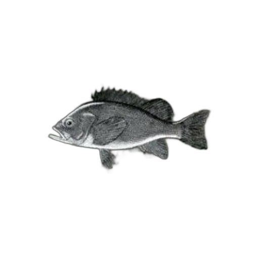 animal, food, staff, jewelry transparent PNG cut-out