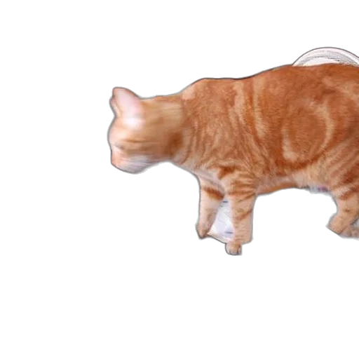 animal, creature, food, weapon transparent PNG cut-out