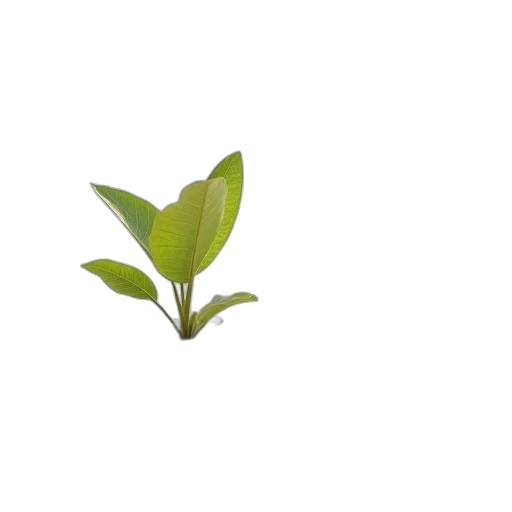 flower, tree, staff, food transparent PNG cut-out