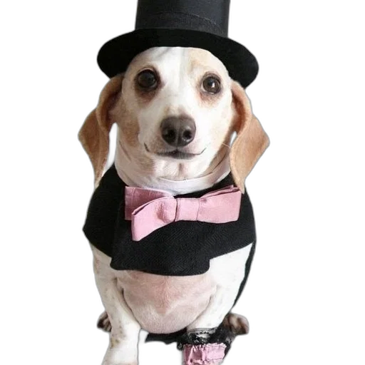 hat, animal, staff, small transparent PNG cut-out