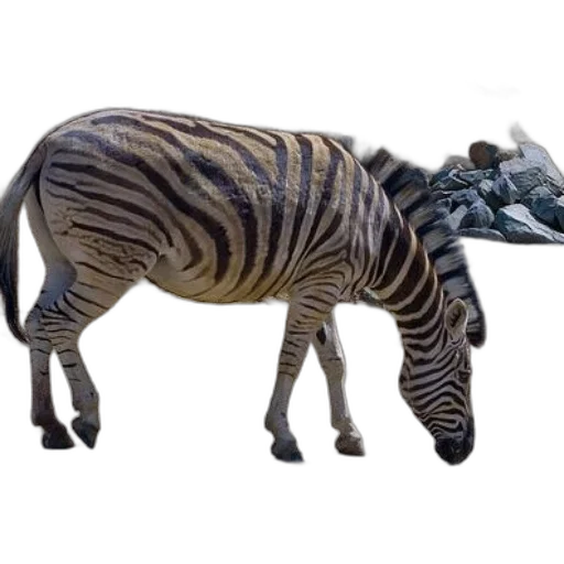 animal, creature, dragon, staff transparent PNG cut-out