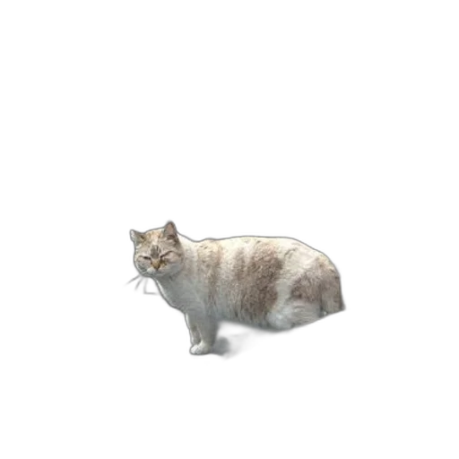 animal, creature, robot, food transparent PNG cut-out