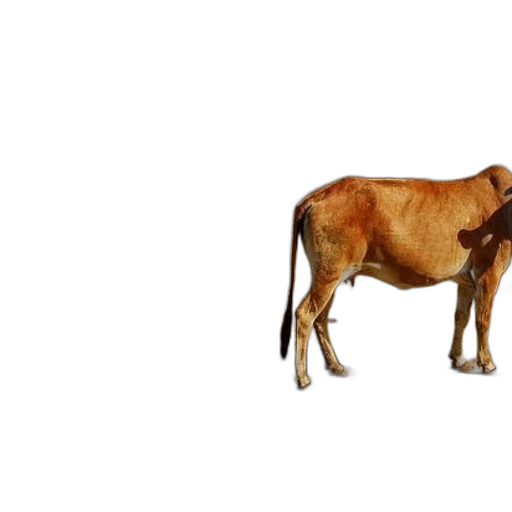 animal, food, creature, weapon transparent PNG cut-out
