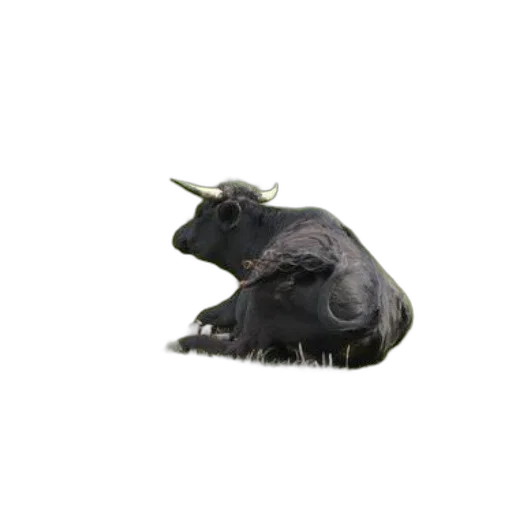animal, dragon, creature, hat transparent PNG cut-out