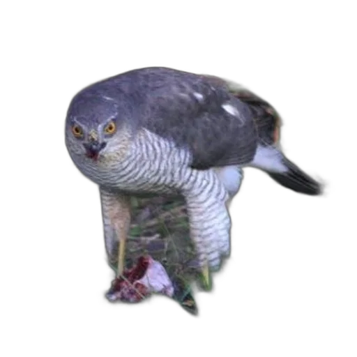 animal, creature, face, hat transparent PNG cut-out