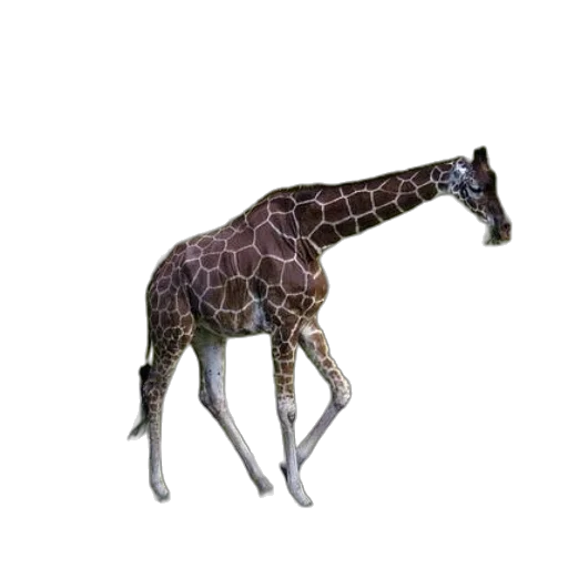 animal, creature, staff, dragon transparent PNG cut-out