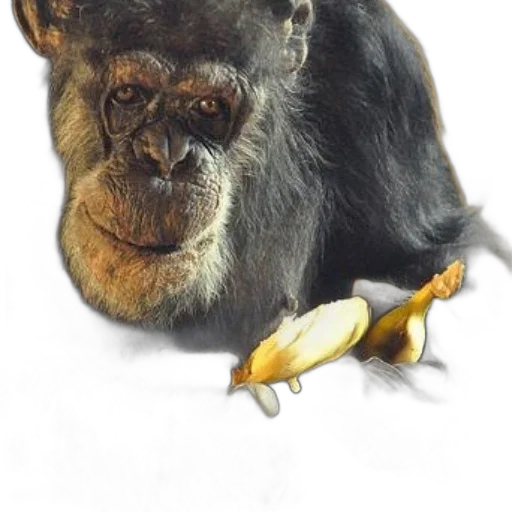 animal, staff, crown, jewelry transparent PNG cut-out