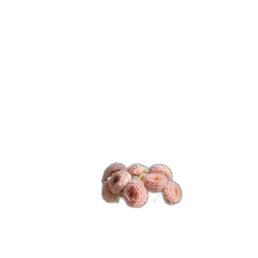 food, jewelry, hair, crown transparent PNG cut-out