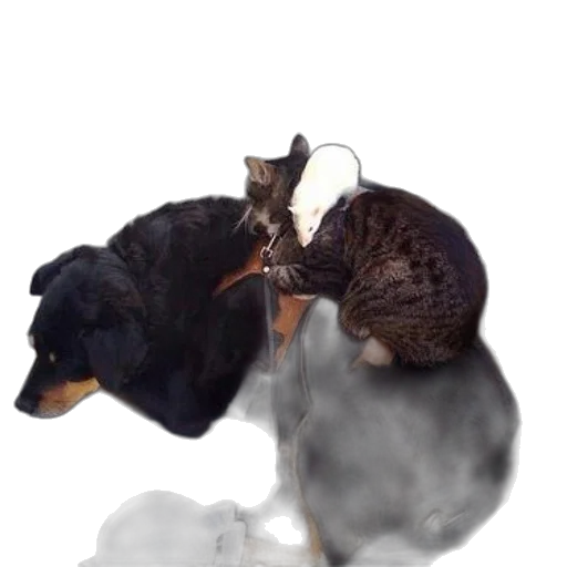 staff, dragon, animal, weapon transparent PNG cut-out