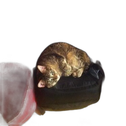 food, animal, hat, hair transparent PNG cut-out