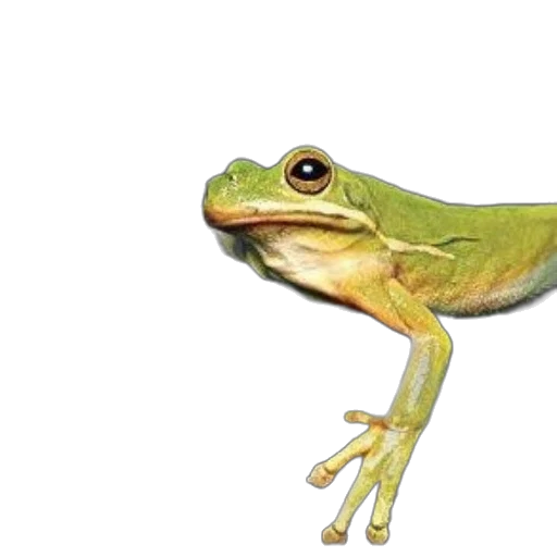 animal, creature, hat, staff transparent PNG cut-out