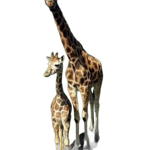 animal, creature, staff, weapon transparent PNG cut-out
