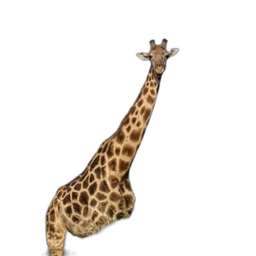 animal, creature, staff, hat transparent PNG cut-out