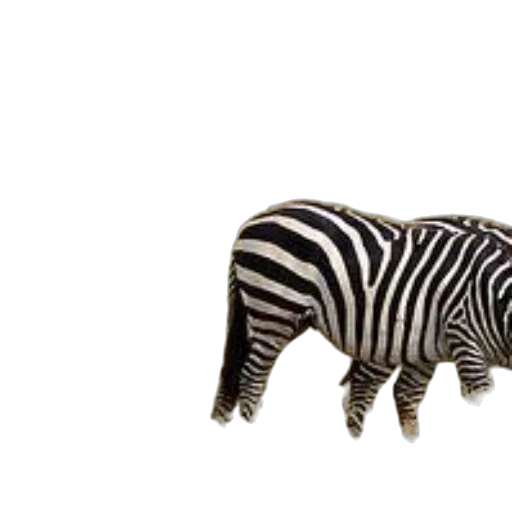 animal, creature, food, weapon transparent PNG cut-out
