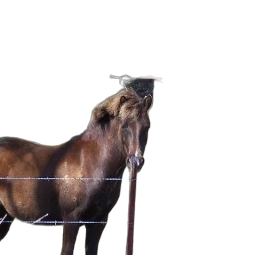 animal, staff, creature, furniture transparent PNG cut-out