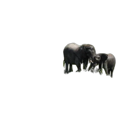animal, creature, jewelry, furniture transparent PNG cut-out