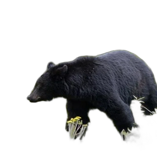 animal, creature, food, staff transparent PNG cut-out
