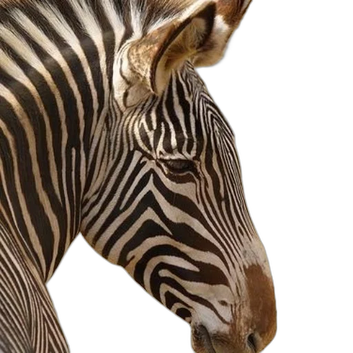 animal, creature, jewelry, face transparent PNG cut-out