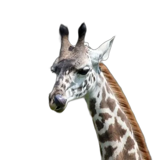 animal, creature, staff, face transparent PNG cut-out
