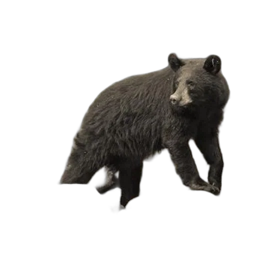 animal, creature, 3d render, concept art transparent PNG cut-out