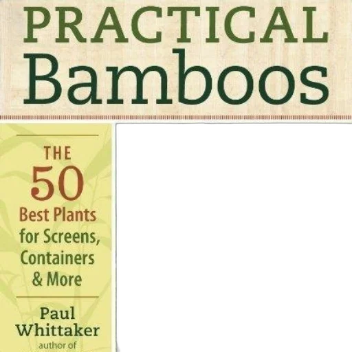 practical, bamboos, best, plants transparent PNG cut-out