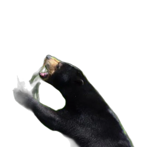 animal, staff, creature, jewelry transparent PNG cut-out