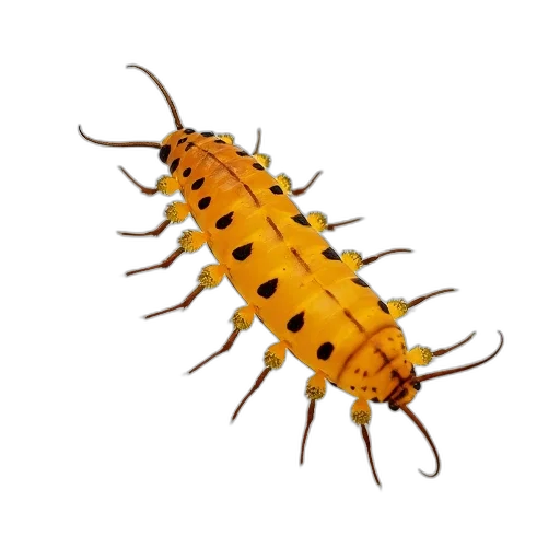 animal, creature, crown, hair transparent PNG cut-out