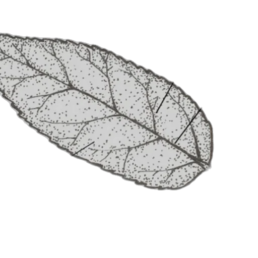 crown, hair, tree, jewelry transparent PNG cut-out