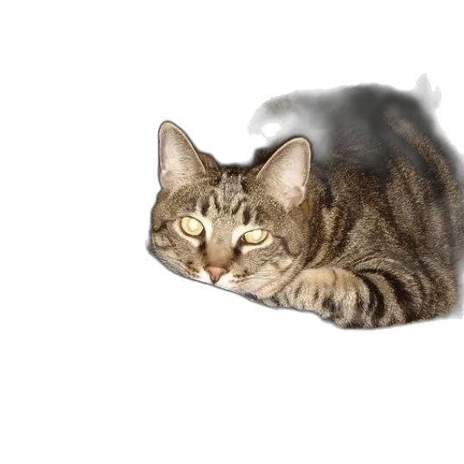 animal, creature, staff, face transparent PNG cut-out