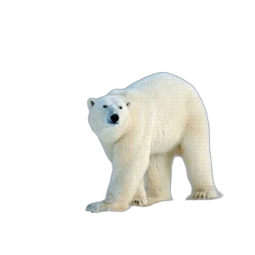 animal, creature, 3d render, concept art transparent PNG cut-out