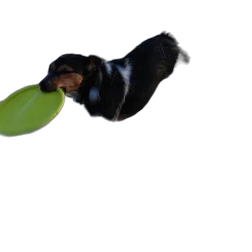 food, animal, staff, creature transparent PNG cut-out