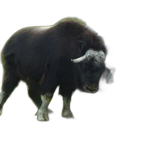 animal, creature, hair, staff transparent PNG cut-out