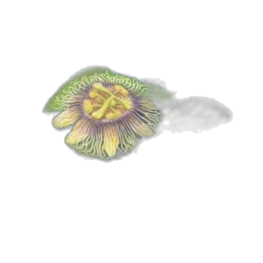 flower, crown, face, hair transparent PNG cut-out
