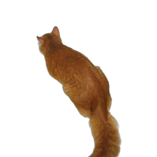 staff, animal, creature, hair transparent PNG cut-out